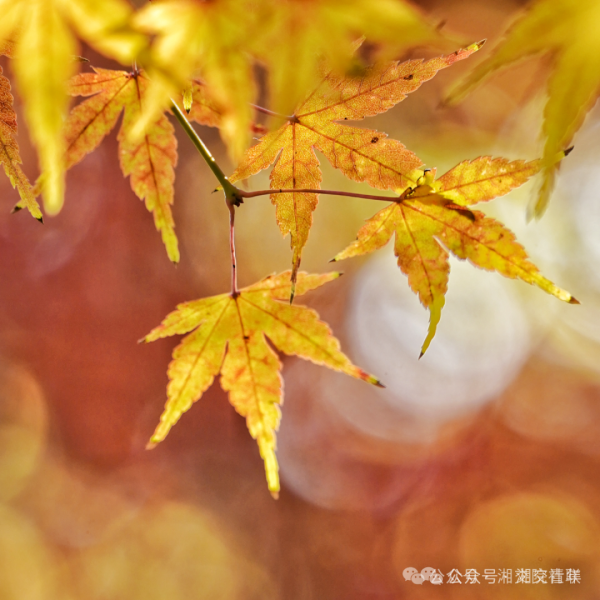 微信图片_20241129192520.png 微信图片_20241129192520.png